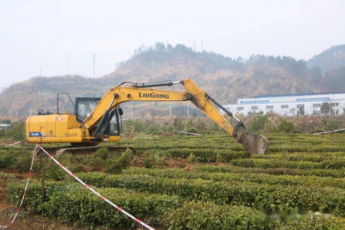 夷陵區(qū)中國精制茶出口基地清表工作告捷，功能性茶飲料研制邁向新階段